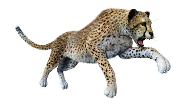 3D vykreslování gepard velká kočka na bílém pozadí — Stock fotografie