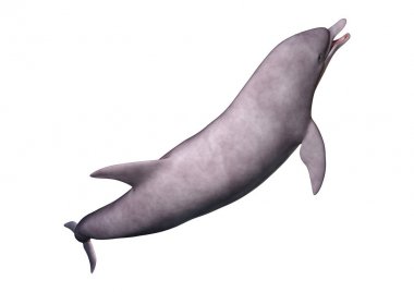 3D render yunus beyaz