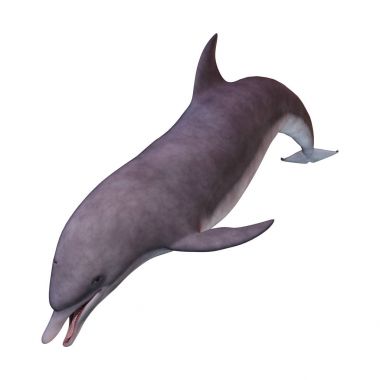 3D render yunus beyaz