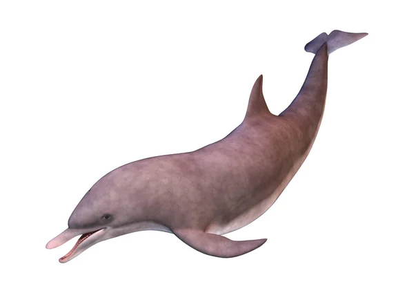 3D rendering Dolphin på vit — Stockfoto