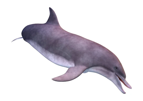 3D renderização golfinho no branco — Fotografia de Stock