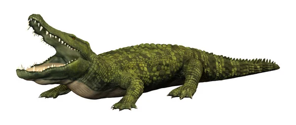 3D renderização de crocodilo verde em branco — Fotografia de Stock