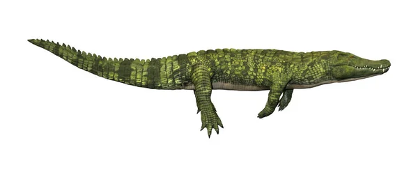 3D Rendering Green Crocodile on White – stockfoto