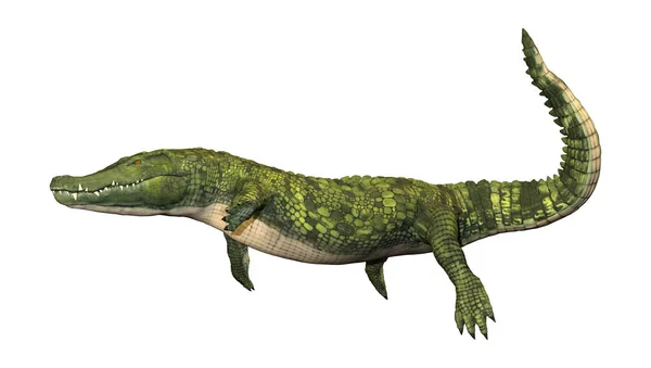 Representación 3D cocodrilo verde en blanco —  Fotos de Stock