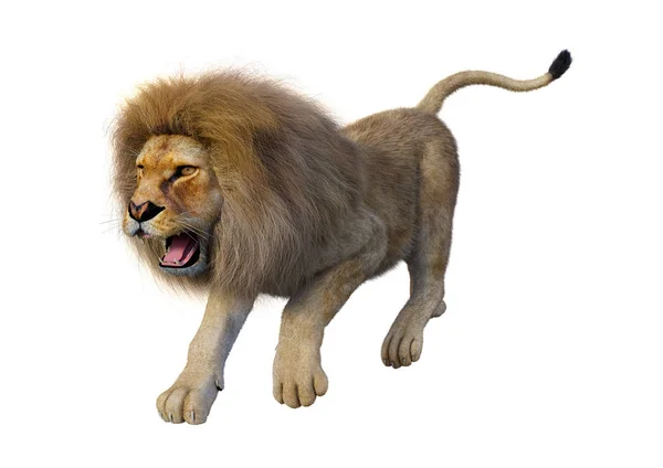 3D-s renderelés hím oroszlán, fehér — Stock Fotó