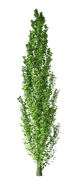 3D rendering Poplar Tree op wit — Stockfoto