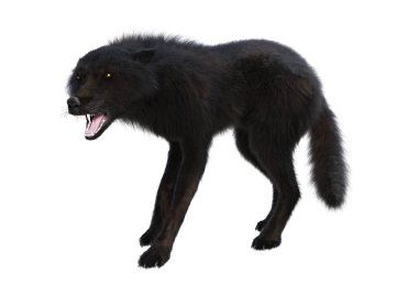 3D render siyah üzerine beyaz kurt