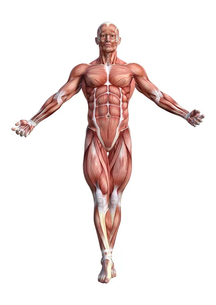 Figure d'anatomie masculine de rendu 3D sur blanc — Photo