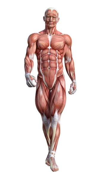 Figura de anatomía masculina de representación 3D en blanco — Foto de Stock