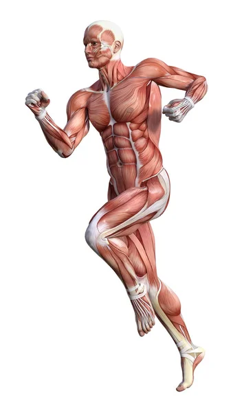 Figure d'anatomie masculine de rendu 3D sur blanc — Photo