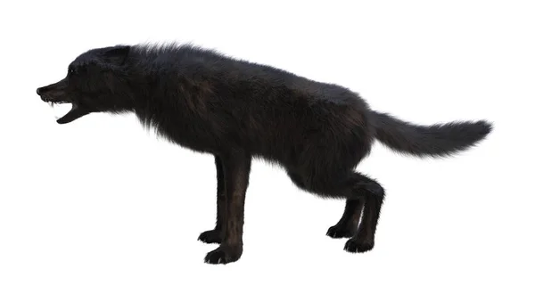 3D rendering Μαύρος λύκος σε λευκό — Φωτογραφία Αρχείου
