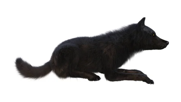 Representación 3D Lobo Negro en Blanco —  Fotos de Stock