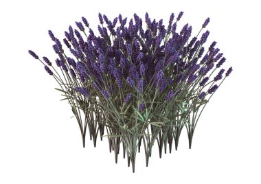 3D işleme lavanta çiçekleri beyaz