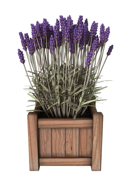 3D rendering lavendel bloemen op wit — Stockfoto