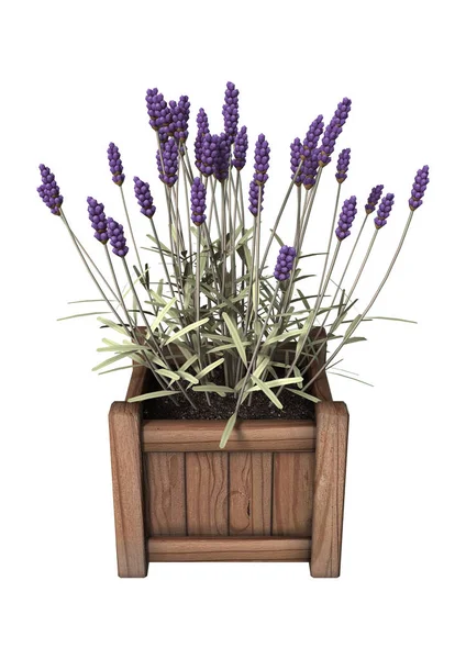 3D rendering lavendel bloemen op wit — Stockfoto