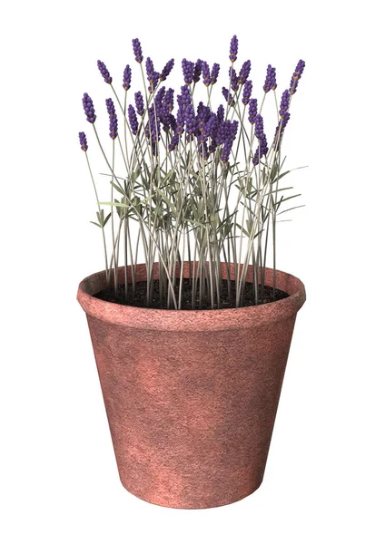3D rendering lavendel bloemen op wit — Stockfoto