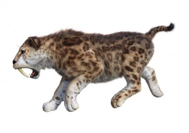 3D render Sabertooth kaplan beyaz