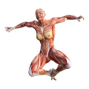 3D render kadın anatomi şekil üzerinde beyaz