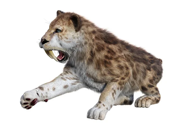 3D renderização Sabertooth Tiger em Branco — Fotografia de Stock