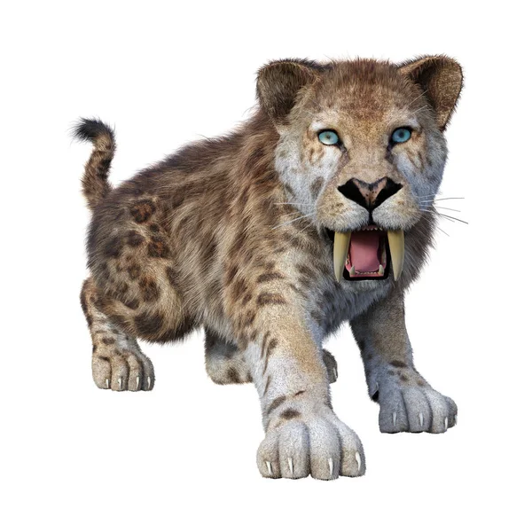 3D Rendering Sabertooth Tiger su bianco — Foto Stock