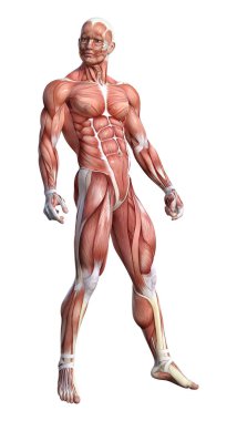 3D render erkek anatomisi şekil üzerinde beyaz