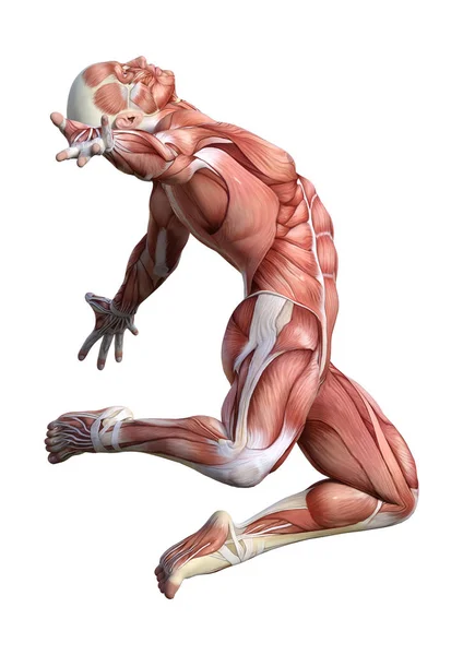 白の 3 d のレンダリング男性の解剖学図 — ストック写真
