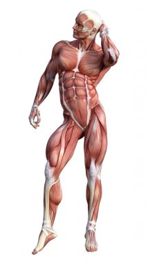 3D render erkek anatomisi şekil üzerinde beyaz