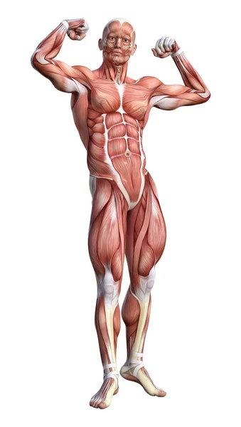 Figura de anatomía masculina de representación 3D en blanco — Foto de Stock