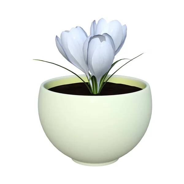 3D Rendering fiori di croco su bianco — Foto Stock