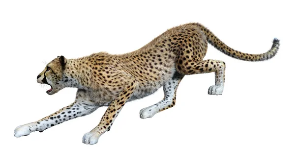 3D rendering Cheetah μεγάλη γάτα σε λευκό — Φωτογραφία Αρχείου