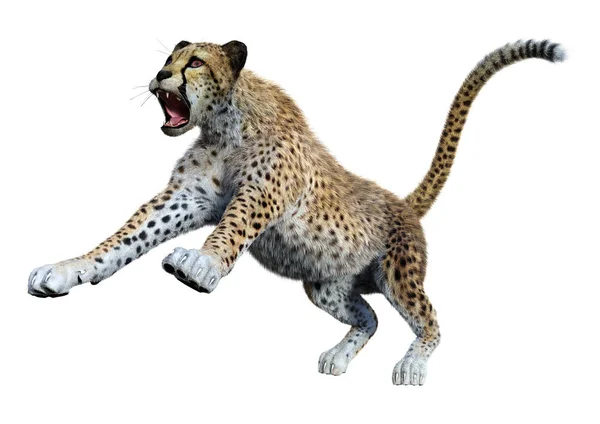 3D render büyük kedi Cheetah beyaz — Stok fotoğraf