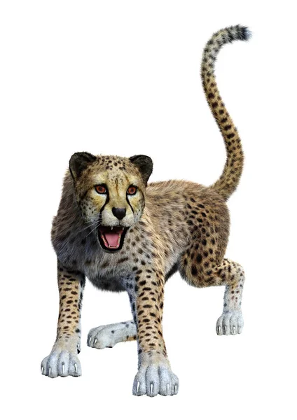 3D rendering Big Cat Cheetah op wit — Stockfoto