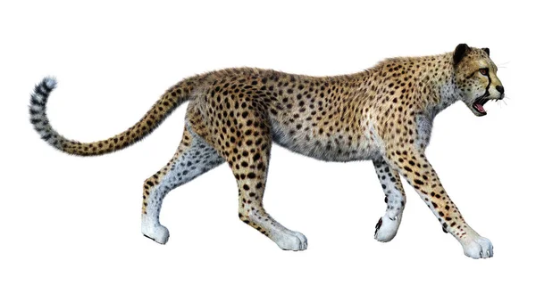 3D Rendering Big Cat Cheetah บนสีขาว — ภาพถ่ายสต็อก