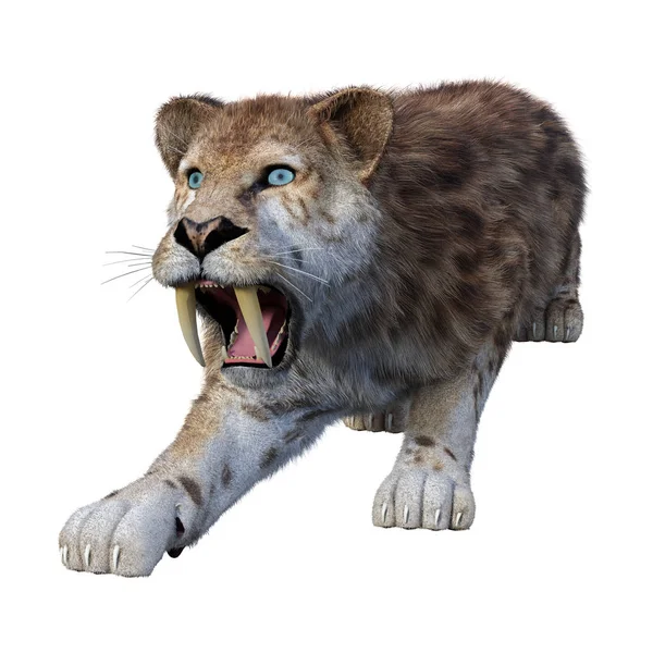 3D Rendering Sabertooth Tiger di Putih — Stok Foto