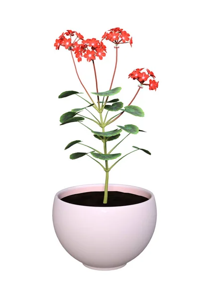 3D Rendering vaso di geranio su bianco — Foto Stock