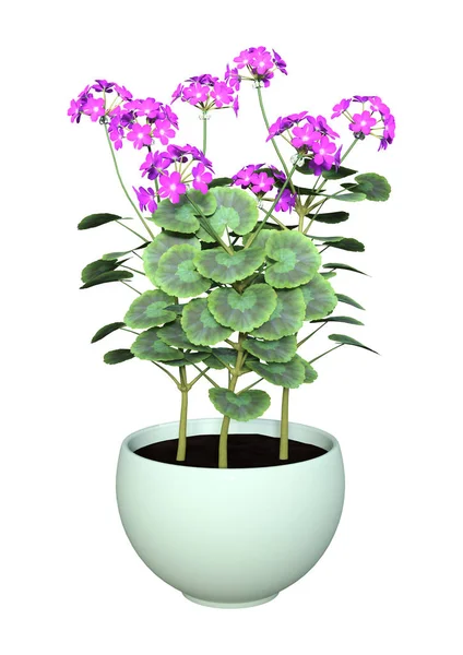 3D renderowania Geranium kwiaty Pot na białym — Zdjęcie stockowe