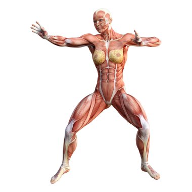 3D render kadın anatomi şekil üzerinde beyaz