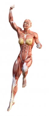 3D render kadın anatomi şekil üzerinde beyaz