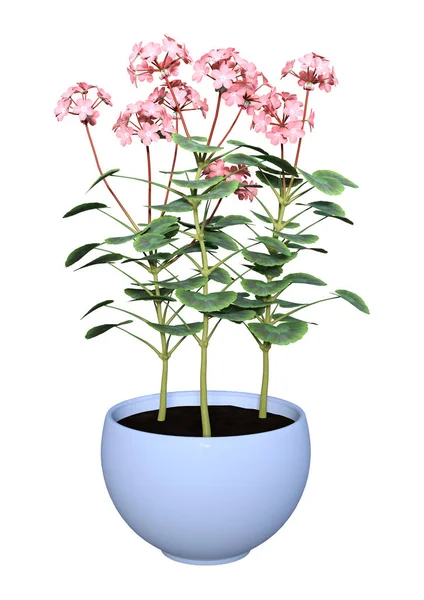 Pot de fleurs en géranium rendu 3D sur blanc — Photo