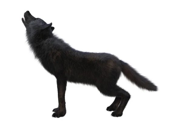 3D Rendering Schwarzer Wolf auf Weiß — Stockfoto