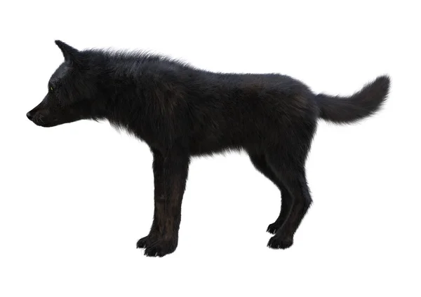Representación 3D Lobo Negro en Blanco — Foto de Stock