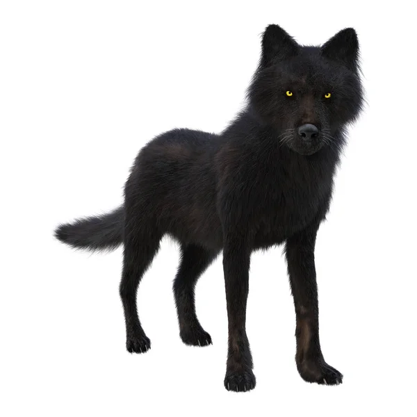 Representación 3D Lobo Negro en Blanco — Foto de Stock