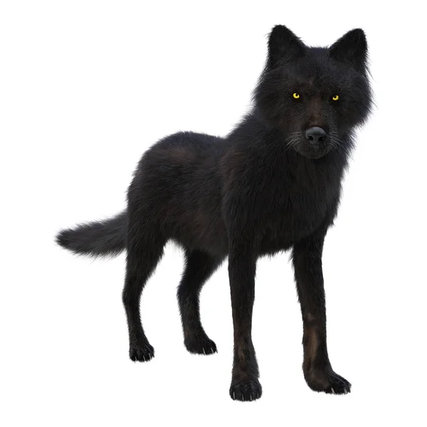 3d 렌더링 블랙 화이트에 늑대 스톡 사진