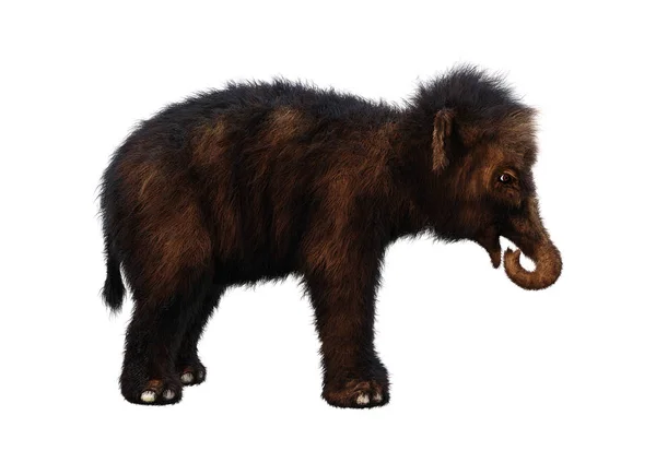 3D Representación bebé Woolly Mamut en blanco — Foto de Stock