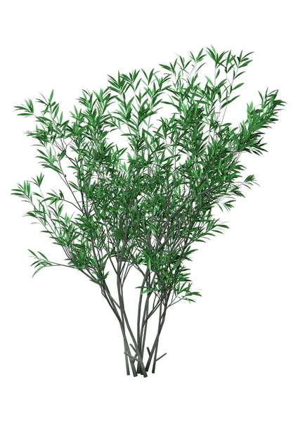 Representación 3D de Bush Oleander en blanco — Foto de Stock