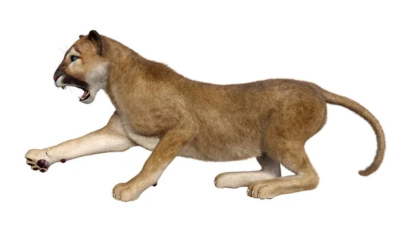 3D renderização Big Cat Puma em branco — Fotografia de Stock