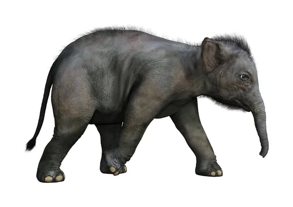 3D-рендеринг индийского слоненка на белом — стоковое фото