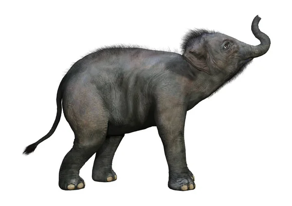 3D Rendering elefante indiano bambino su bianco — Foto Stock