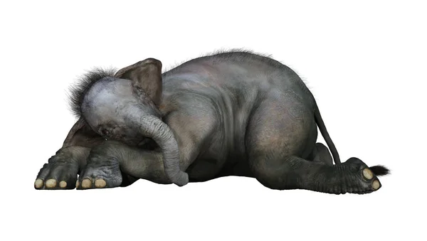 3D rendering Indische olifant Baby op wit — Stockfoto