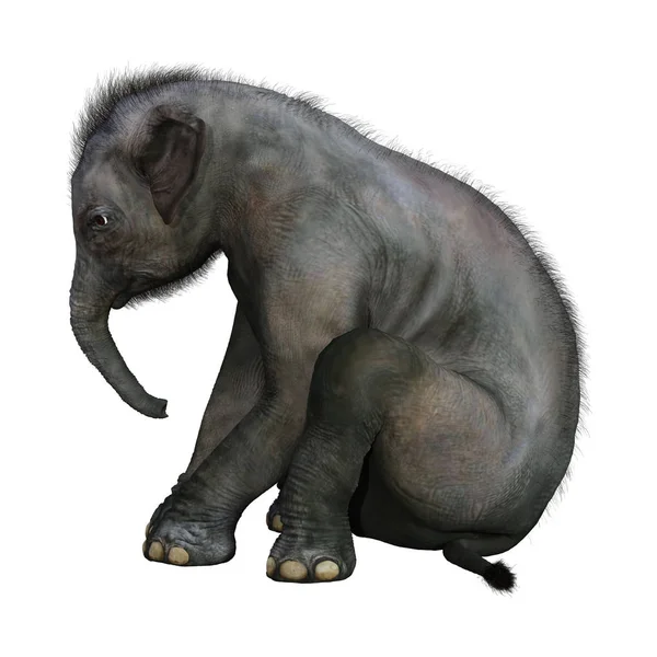 3D rendering indisk elefant Baby på vit — Stockfoto